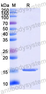 Валидация SDS-PAGE - AntibodySystem RHD96503