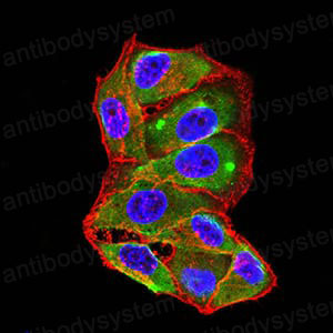 Валидация IF - AntibodySystem RHA30301
