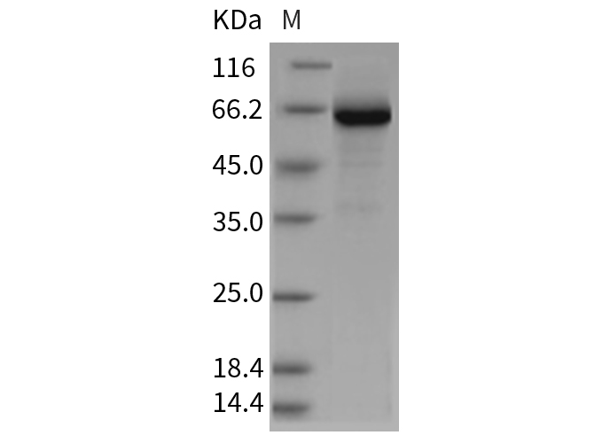 Валидация Elabscience PKSR030173(5538)