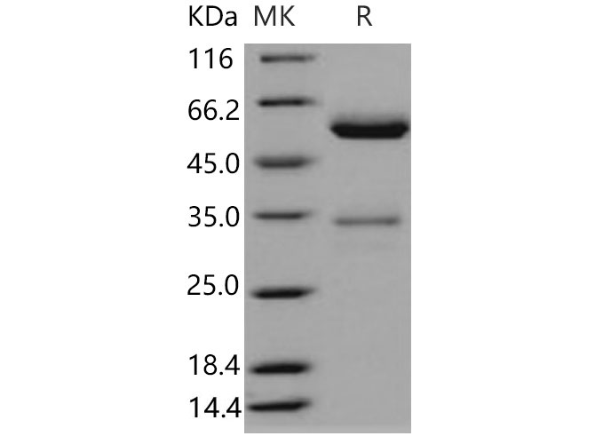 Валидация Elabscience PKSM040670(4652)