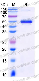 EHC22601, SDS-PAGE