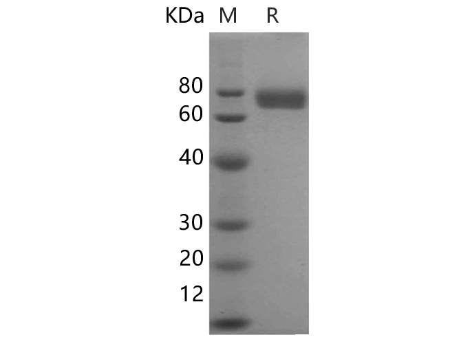 Валидация Elabscience PDMM100215(1164)