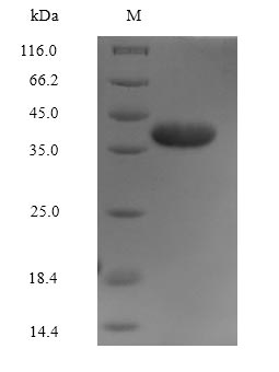 SDS-PAGE