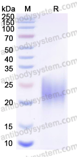 EHK28401, SDS-PAGE