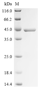 SDS-PAGE