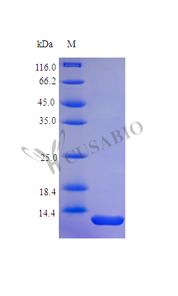 SDS-PAGE