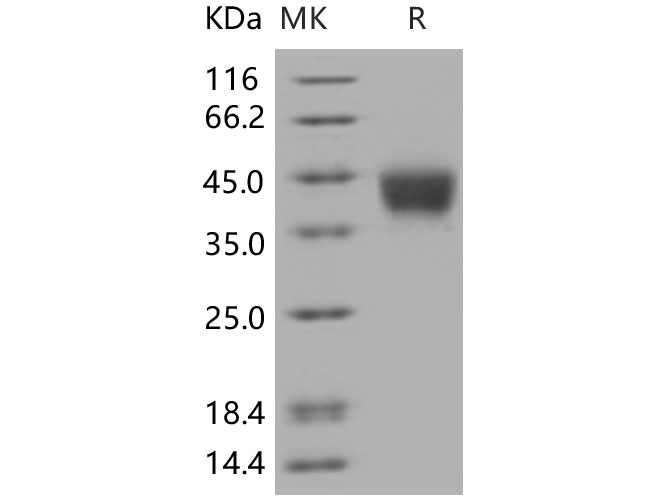 Валидация Elabscience PDMH100419(1012)
