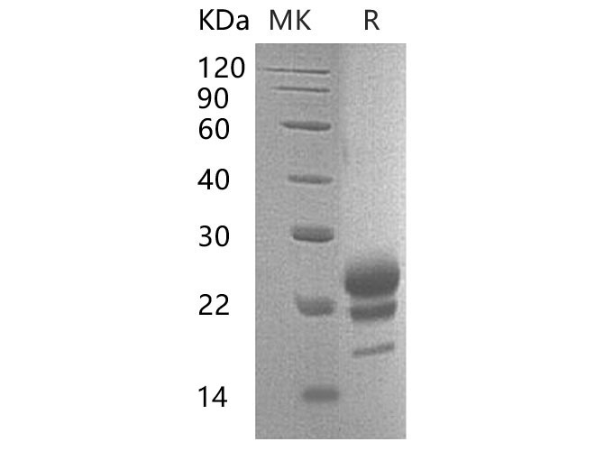 Валидация Elabscience PKSM041076(4999)