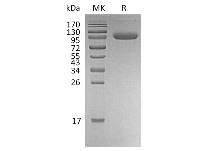Валидация Elabscience PKSH033796(4067)