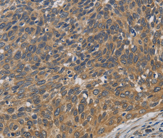 Валидация Elabscience E-AB-10253