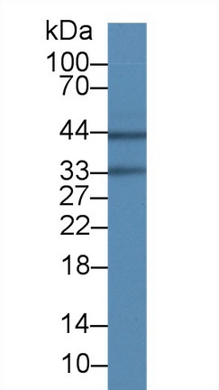 28356
