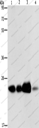 Вестерн-блоттинг, ARFRP1, клетки 293T и ткани человека