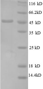 SDS-PAGE