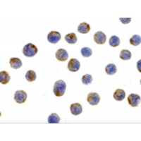 Валидация AssayVector ARM1897(2619)