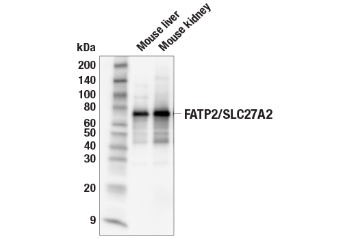 Валидация AssayVector ARM1439(1271)