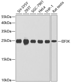 Валидация Elabscience E-AB-63097