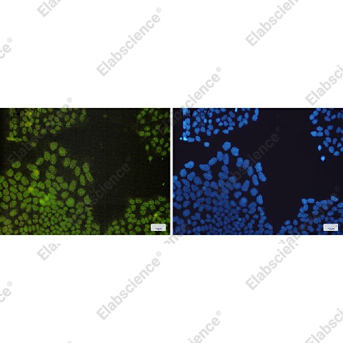 Иммунофлуоресценция, NRF1, клетки HeLa