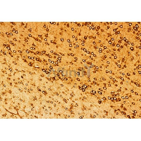 Валидация Affinity AF5366 - 2981