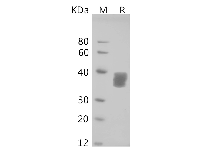 Валидация Elabscience PDMH100364(973)