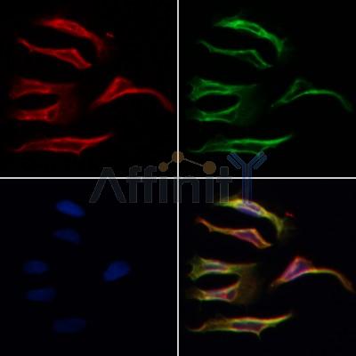 Валидация Affinity DF7518 - 19261