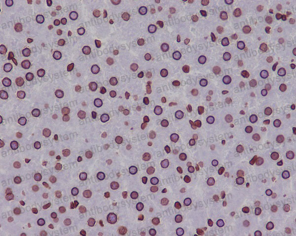 Валидация AntibodySystem RHD40901