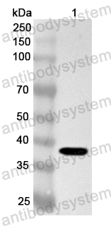 Валидация AntibodySystem PHA54801