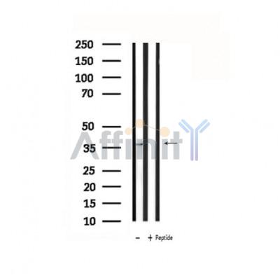 Валидация Affinity DF4850 - 16616