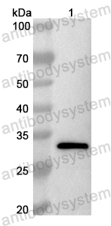 Валидация AntibodySystem PHB35901