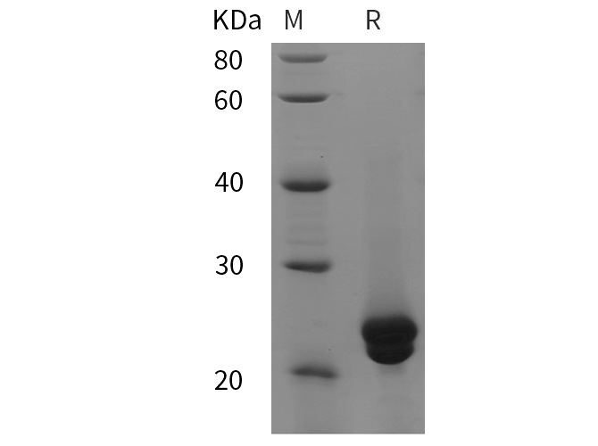 Валидация Elabscience PDEM100279(609)