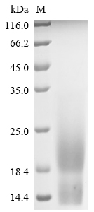 SDS-PAGE