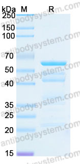YHG59002, SDS-PAGE