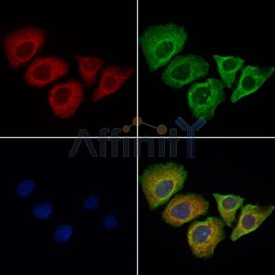 Валидация Affinity DF4856 - 16631