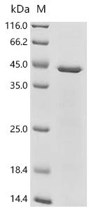 SDS-PAGE