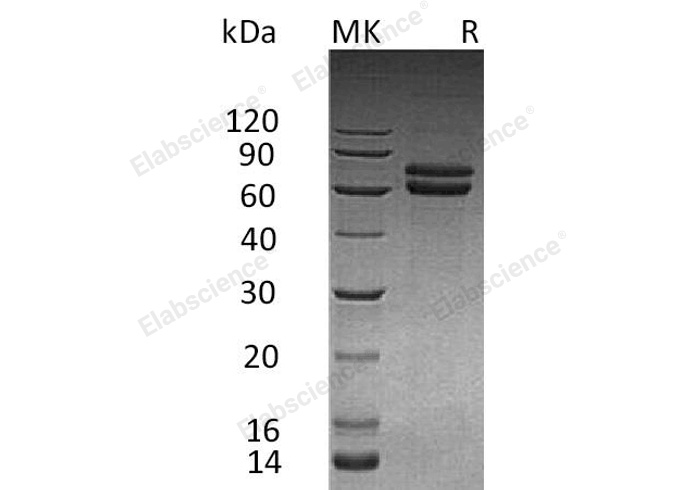 Валидация Elabscience PKSH032663(3097)