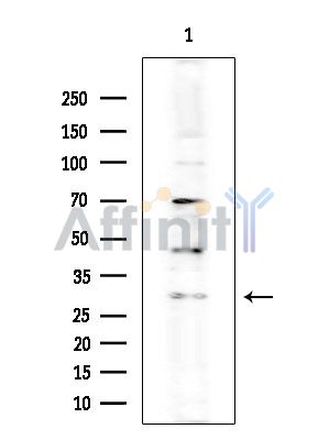 Валидация Affinity AF5167 - 2581