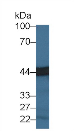 9554