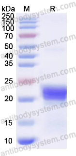 Валидация AntibodySystem YHE38102