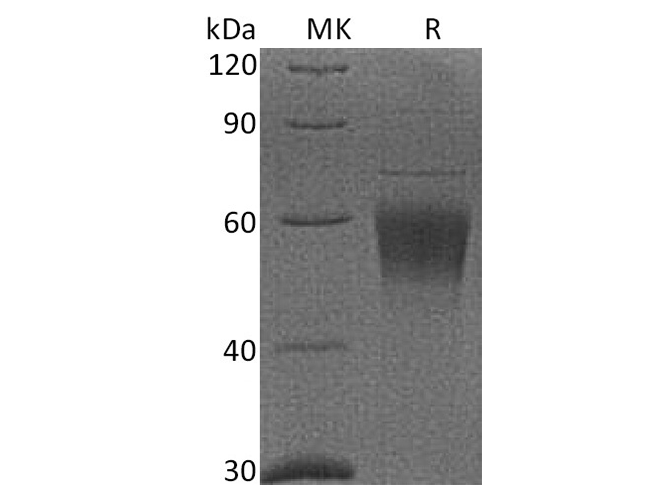 Валидация Elabscience PKSQ050013(5386)