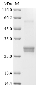 SDS-PAGE