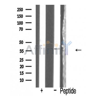 Валидация Affinity AF5111 - 2469