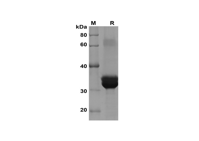 Валидация Elabscience PDEM100184(533)