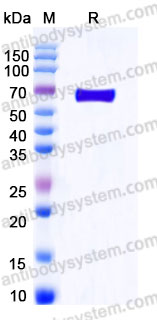 EHA58501, SDS-PAGE