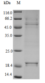 SDS-PAGE