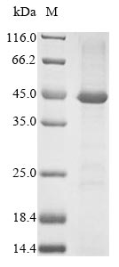 SDS-PAGE