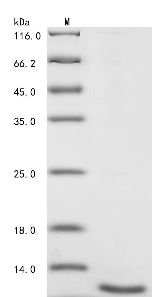 SDS-PAGE