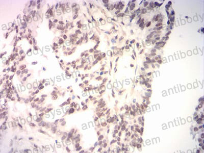 Валидация AntibodySystem RHN97701 (4018)