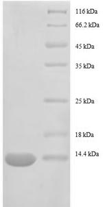 SDS-PAGE