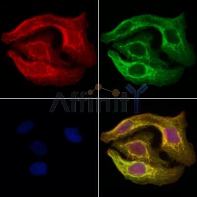 Валидация Affinity DF4364 - 15828