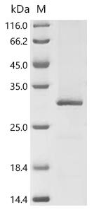 SDS-PAGE