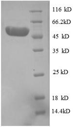SDS-PAGE
